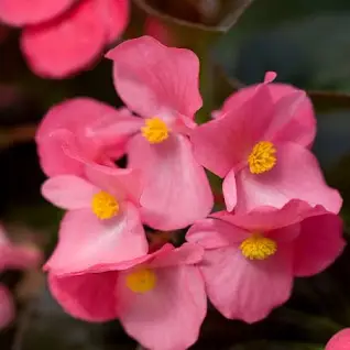 Begonias