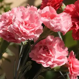 Carnations