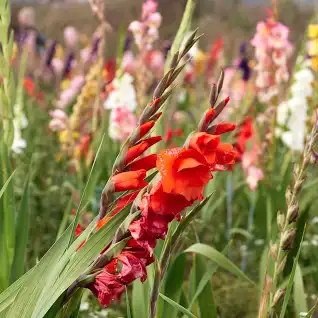 Gladiolus