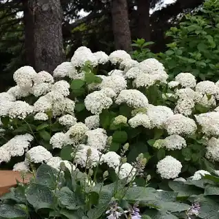 Hydrangeas