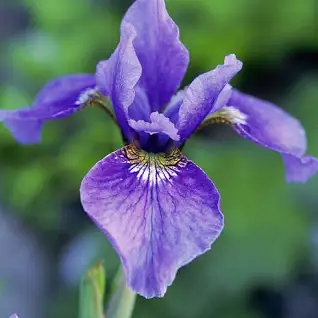 Irises