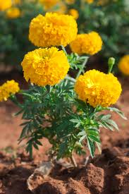 Marigolds