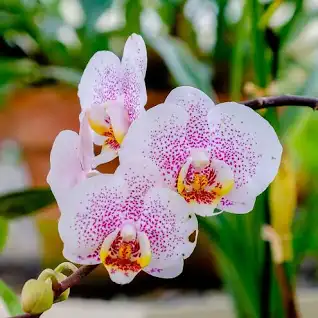 Orchids