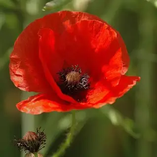 Poppies