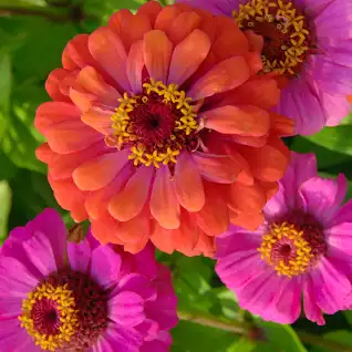 Zinnias